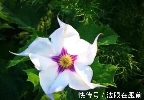 疯狂|五天后，吉祥如意，有所成长，痴心旧爱，为爱疯狂，此生注定相爱