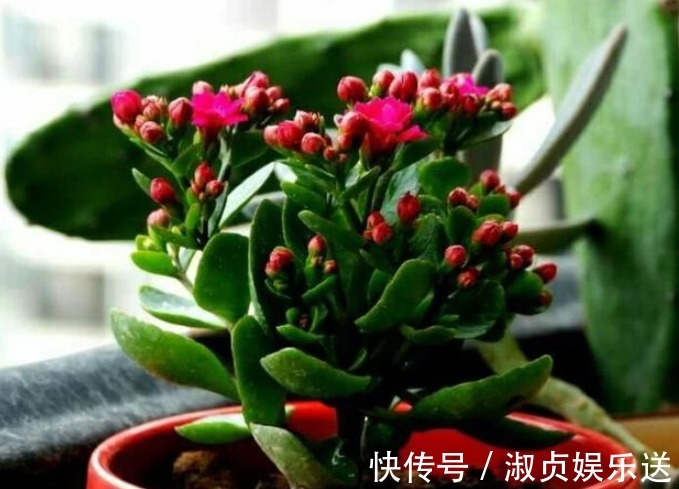 长寿花|长寿花放在暗屋子里，对开花不好！小花匠教你养好长寿花！