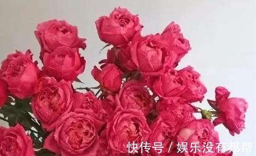 你粉|比较受欢迎的10款进口玫瑰花,一直都供不应求,你粉了吗?