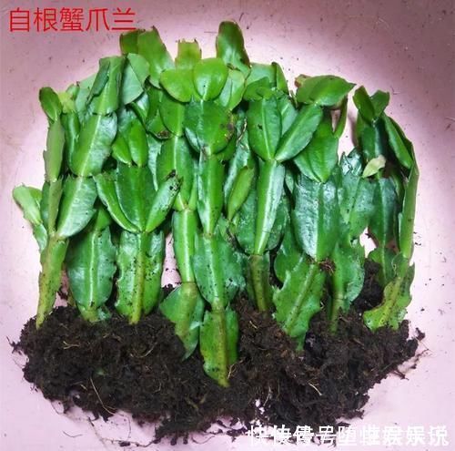 蟹爪兰|养这三种花,盆越小,开的花越多,放大盆还容易死