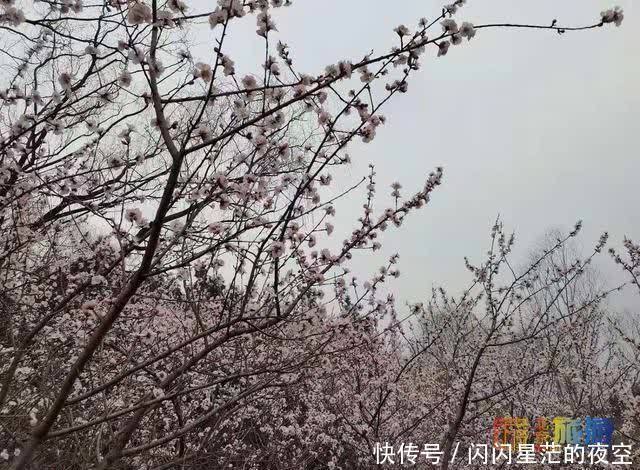 奥森南园“桃花源”有多美？在哪？怎么走？游玩攻略请收好！