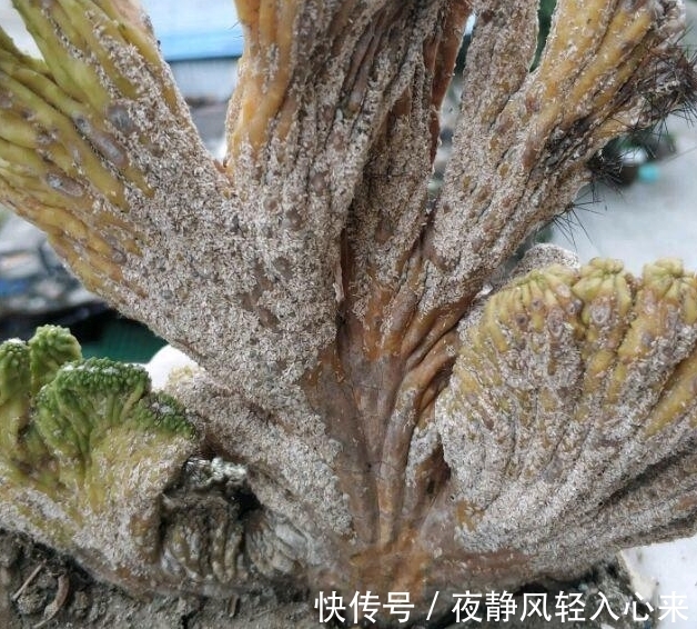 我养多肉以来见过的蚧壳虫最多的一次，吃饭的时候看要慎重