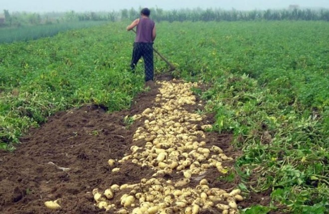 尿素|马铃薯健脾益气、解毒消炎,如何收获高产优质的马铃薯,只需四点