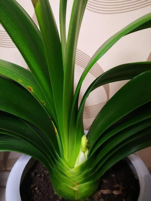 君子兰能不能开花，主要看这3点，全都符合才能开