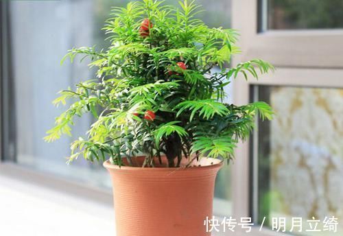 红豆杉盆景十分受欢迎，有净化空气的作用，养护红豆杉要注意什么