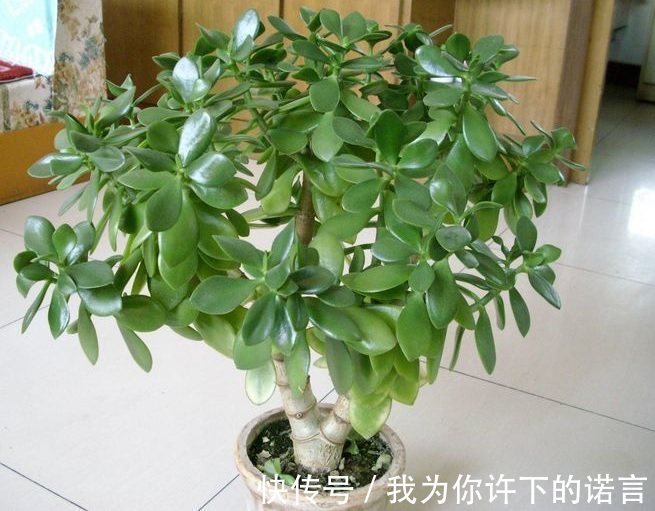 浇水|勤快的人,这5种花还是不要养了!它们只适合懒人养,一养就活!