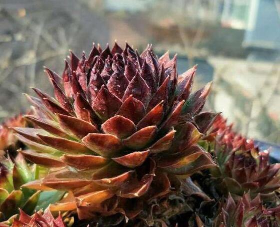 这“4种”多肉,好养又好看,度夏无压力,越养越胖越漂亮