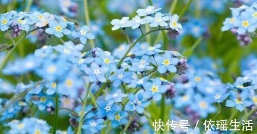 养护|4种花越看越喜欢，又美又香，四季开花不停，养护容易