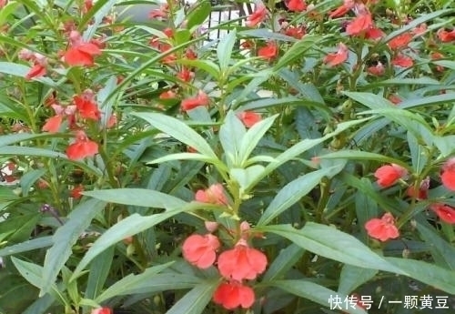 活血|路边无人问津的野花,是治咳嗽不止的良药,还活血祛湿,你认识吗