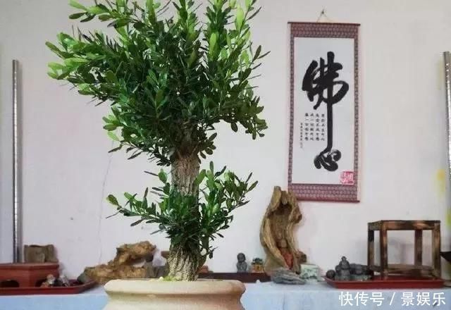 10年前一盆上万，10年后一盆十块，烂大街的黄杨，被玩坏的盆景