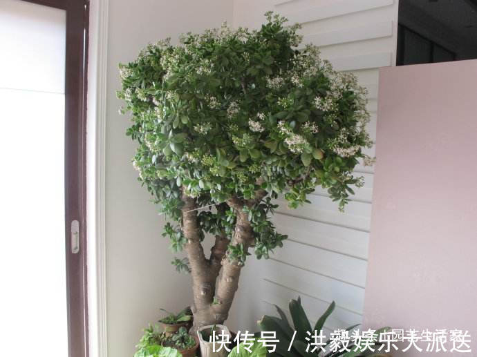 花生米|养玉树,盆底埋上10粒它,1年后,枝条老化长成老桩,值钱了