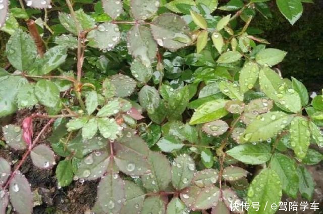 公认难养的6种花,新手慎买,养不活还浪费钱!