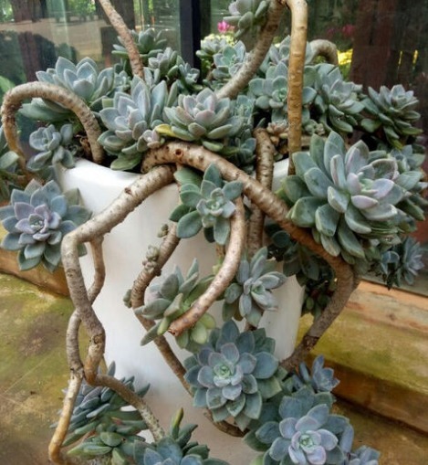 新手养多肉就选冬美人，注意这三点，简简单单养爆盆，美丽极了