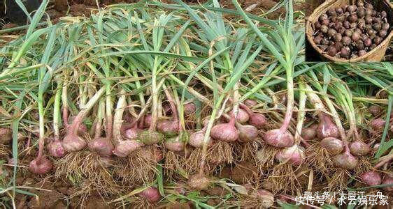 原来保存大蒜这么简单,教你5招保存方法,大蒜放一年不发芽