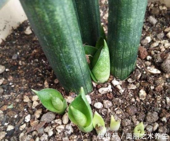 家中常年不见光养花就选这3种,耐阴好养,欣赏价值高!