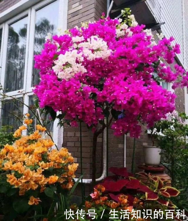 想省心就养这些花,没有病虫害,就爱开花!想省心就养这些花,没有病虫害,就爱开花!
