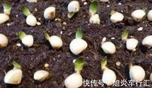 想观花赏叶就盆栽君子兰,学会播种、分株,养一盆得多盆