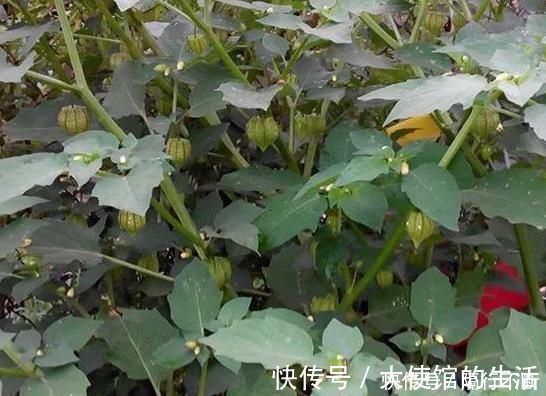 鬼灯笼|农村的“黄姑娘”野果,果子似灯笼小巧可爱,属于药食两用价值高