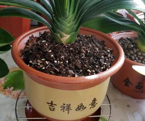 天冷养花怕冻伤，就多晒太阳多铺层它，保证呼呼疯长个