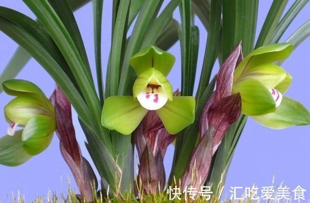 兰花怎么养，做好这些，开花多又香