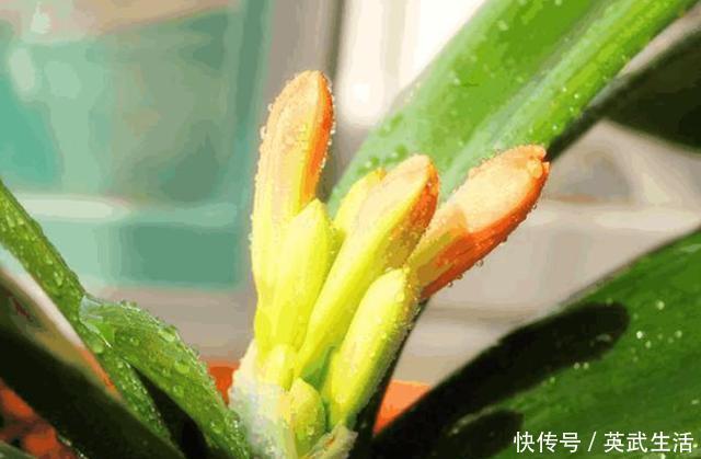 君子兰“夹箭”怎么办？按照“3步”走，花杆冒出来，开花才叫美