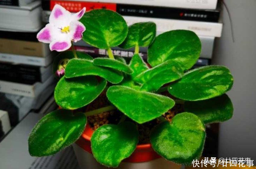 多肉植物|5种情况,不能给花草乱喷水,搞不好烂叶烂心,还掉花苞