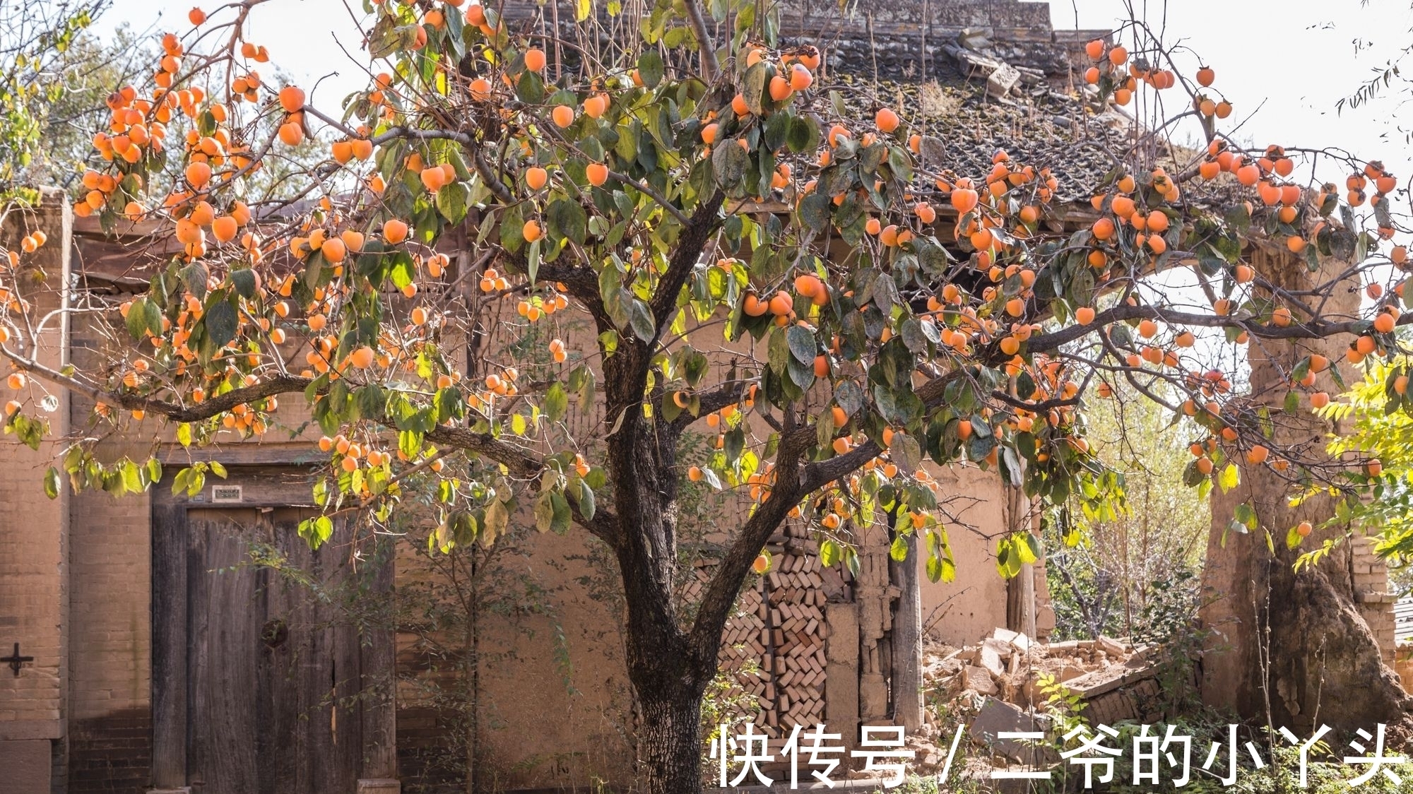 石榴树|家里有院子,就种5种“旺宅树”,观赏收果两不误,吉祥又实用