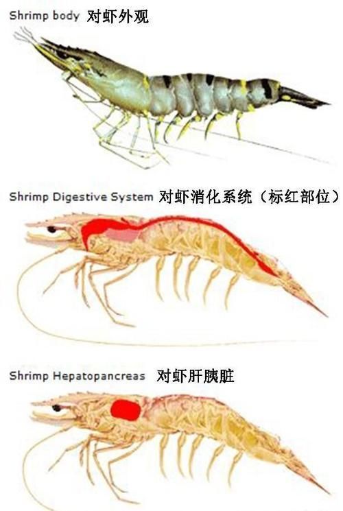 为什么有些人吃虾去虾头,有些人不去虾头?虾头到底能不能吃?