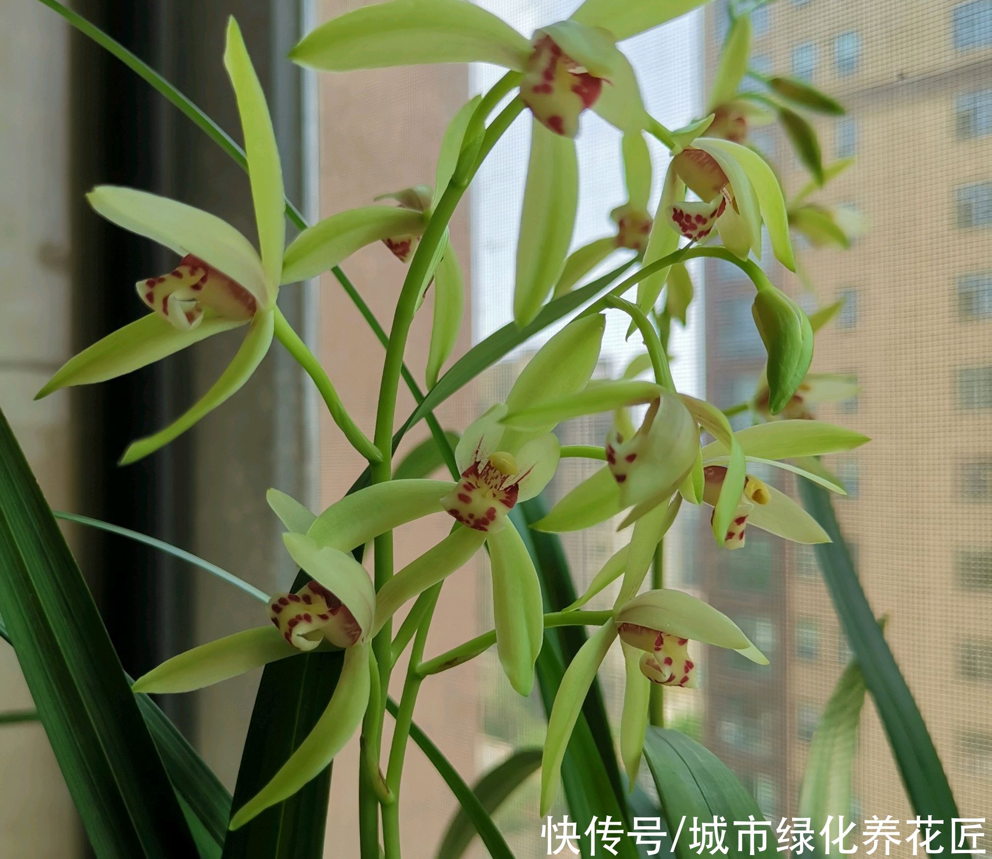 叶艺|兰花长出来的新苗全是白色,艺草兰花身价翻百倍?