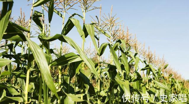 登记证|有人说80%网购农药都不靠谱?注意两点一建议,教你网购正品农药