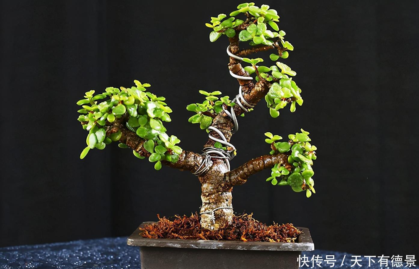 盆栽|养好金枝玉叶简单,注意3点,盆栽有状态、更漂亮,易成老桩