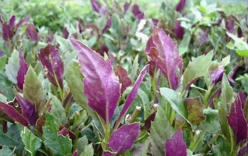 聰明的女性都愛吃3種食物，美容養顏，補血益氣，皮細膩有彈性