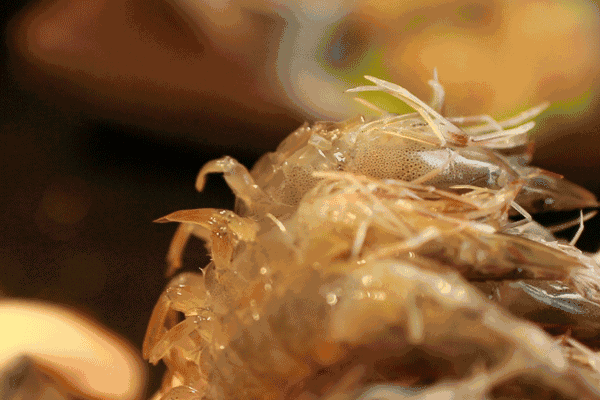 梭子蟹|此时的莱州，真鱻！