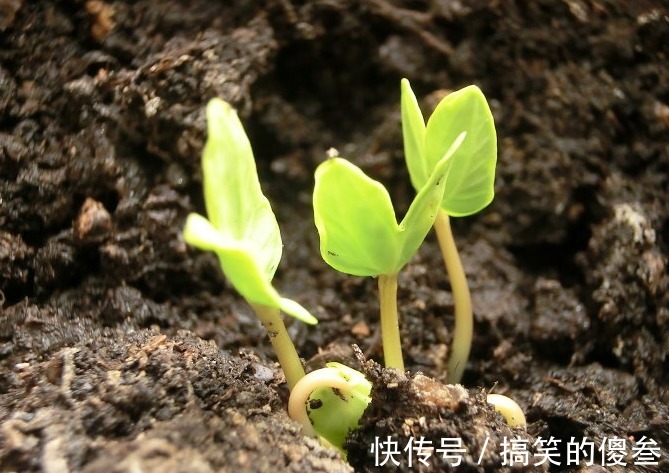 这九种花,随便扔土里,就能长成一片,开花不断