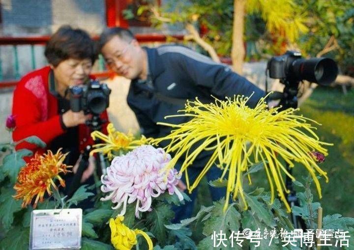 趵突泉|隐匿市区潜心研究养菊36年，“菊王“卞锁军的花匠情怀