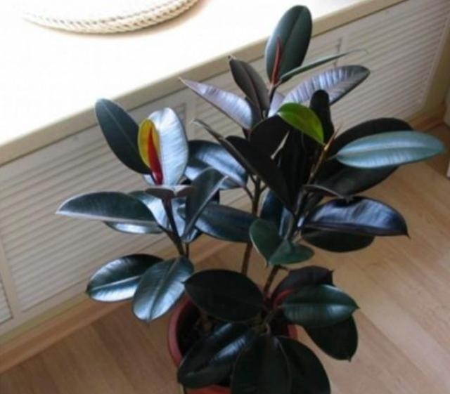 橡皮树还要买肥料?半年埋点“小豆子”,蹭蹭长新叶,又大又亮!