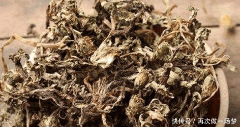  禁忌|25岁女子进医院, 只因喝了蒲公英水, 蒲公英3大禁忌得知道!