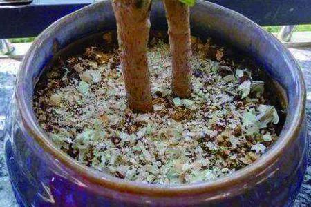 4种垃圾不会分类别担心,埋在花盆底,叶子绿得直滴油!