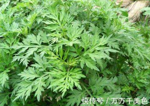 见效|农村路边的野草,腰间盘突出的“救命草”,三天便见效,值得一试