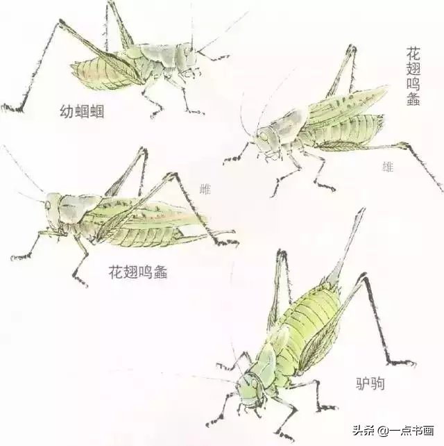 蝈蝈@国画教程——蝈蝈的画法