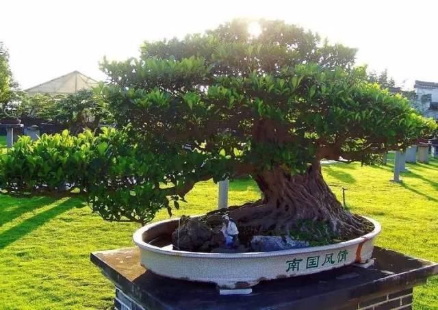 世界上最名贵的花，一盆就是一座房子！