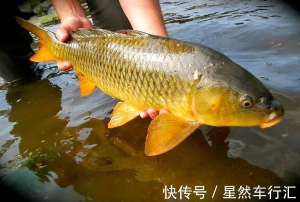 长江刀鱼|4种“名声大噪”，味道却很差的鱼，大部分人吃的只是“面子”