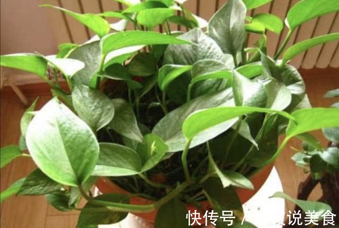 植株|夏天养绿萝，给它“喝3种水”，枝叶长得茂盛，长满花盆