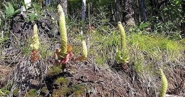 不老草|这种独根草,长满“鱼鳞”人称“不老草”治肾虚有奇效