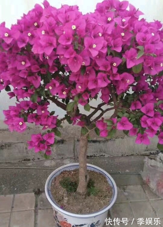 三角梅买回家以后,简单3步操作,30天花朵爆盆,小白都能养好