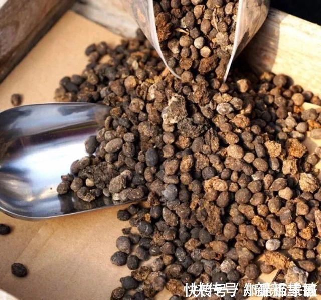 养分|牛人养花,常用这4种小东西,养花土里掺一点,啥花都能养爆盆