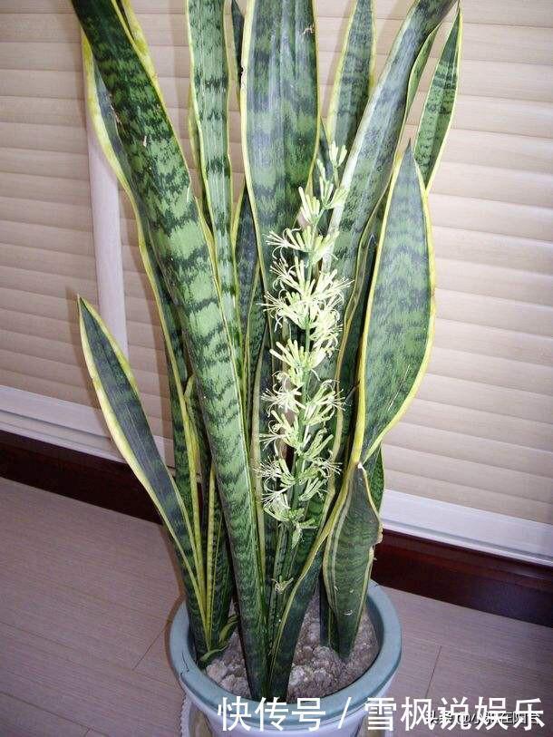 肥料|家中常见一种料,花盆里放一勺,就是万能肥,养花非常赞,呼呼长