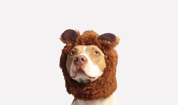 口服|如何顺利给宠物狗喂口服药,掌握正确口服喂养技巧,狗狗不会抵抗