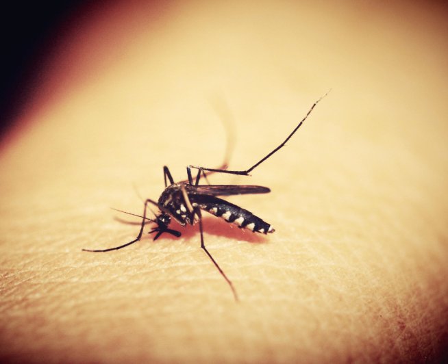 大蒜|夏季驱蚊别再用蚊香了，教你3种驱蚊小妙招，蚊子现场乖乖就范