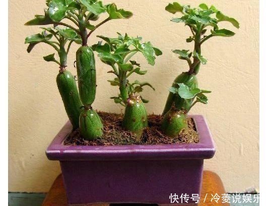 野草|婆婆山上挖野草,拿回家养成盆栽,一年过后邻居出高价也舍不得卖